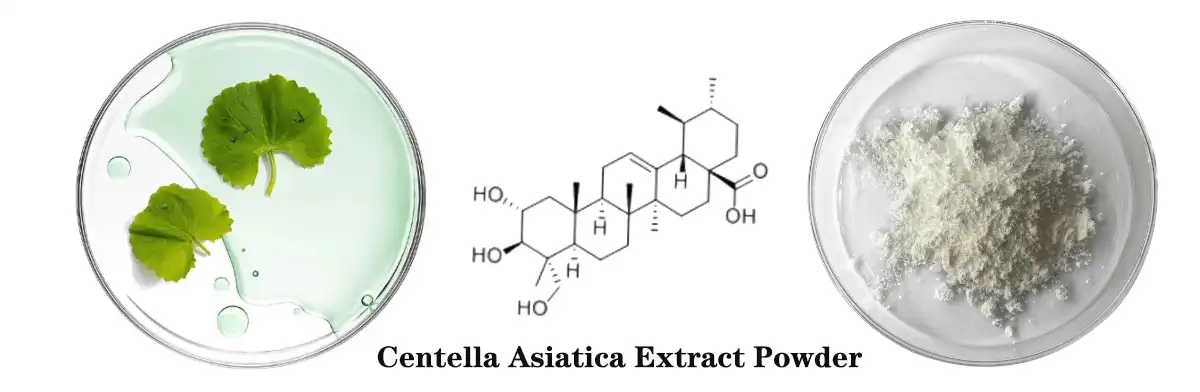 Centella Asiatica Extract Powder.jpg